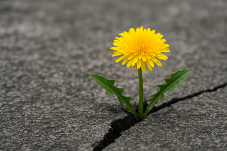 困難な環境の中でも力強く咲くたんぽぽの花